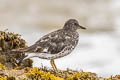 Surfbird Calidris virgata