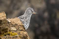 Surfbird Calidris virgata