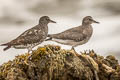 Surfbird Calidris virgata