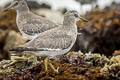 Surfbird Calidris virgata