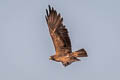 Swainson's Hawk Buteo swainsoni