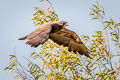 Swainson's Hawk Buteo swainsoni