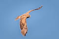 Swainson's Hawk Buteo swainsoni