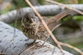 Thick-billed Fox Sparrow Passerella megarhyncha (Large-billed Fox Sparrow)