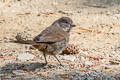 Thick-billed Fox Sparrow Passerella megarhyncha (Large-billed Fox Sparrow)