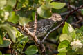 Thick-billed Fox Sparrow Passerella megarhyncha (Large-billed Fox Sparrow)