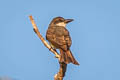 Thick-billed Kingbird Tyrannus crassirostris pompalis