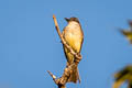 Thick-billed Kingbird Tyrannus crassirostris pompalis