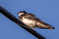 Tree Swallow Tachycineta bicolor