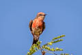 Vermilion Flycatcher Pyrocephalus obscurus flammeus