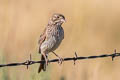 Vesper Sparrow Pooecetes gramineus confinis 