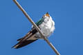 Violet-green Swallow Tachycineta thalassina thalassina