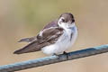 Violet-green Swallow Tachycineta thalassina thalassina