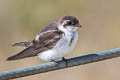 Violet-green Swallow Tachycineta thalassina thalassina