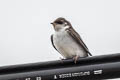 Violet-green Swallow Tachycineta thalassina thalassina