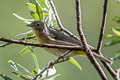 Virginia's Warbler Leiothlypis virginiae