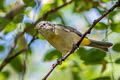 Virginia's Warbler Leiothlypis virginiae