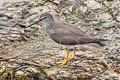 Wandering Tattler Tringa incana