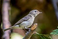 Warbling Vireo Vireo gilvus swainsoni