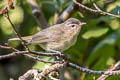 Warbling Vireo Vireo gilvus swainsoni