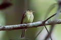 Western Flycatcher Empidonax difficilis difficilis