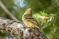 Western Flycatcher Empidonax difficilis hellmayri