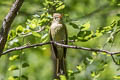 Western Flycatcher Empidonax difficilis hellmayri