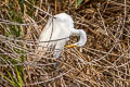 Western Great Egret Ardea alba egretta