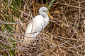 Western Great Egret Ardea alba egretta