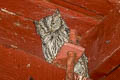 Western Screech Owl Megascops kennicottii bendirei 