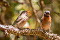 Western Bluebird Sialia mexicana occidentalis