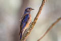 Western Bluebird Sialia mexicana occidentalis