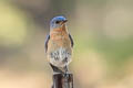 Western Bluebird Sialia mexicana bairdi