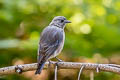 Western Bluebird Sialia mexicana occidentalis