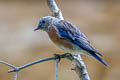 Western Bluebird Sialia mexicana occidentalis