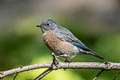 Western Bluebird Sialia mexicana occidentalis