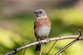 Western Bluebird Sialia mexicana occidentalis