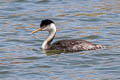 Western Grebe Aechmophorus occidentalis occidentalis