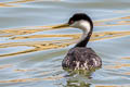 Western Grebe Aechmophorus occidentalis occidentalis