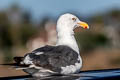 Western Gull Larus occidentalis wymani 