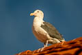 Western Gull Larus occidentalis wymani 