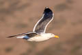 Western Gull Larus occidentalis wymani 