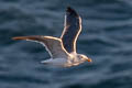 Western Gull Larus occidentalis wymani 