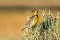 Western Meadowlark Sturnella neglecta neglecta