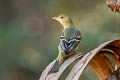 Western Tanager Piranga ludoviciana