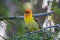 Western Tanager Piranga ludoviciana