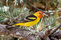 Western Tanager Piranga ludoviciana