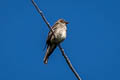 Western Wood Pewee Contopus sordidulus