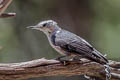 White-breasted Nuthatch Sitta carolinensis nelsoni