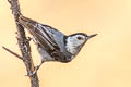 White-breasted Nuthatch Sitta carolinensis nelsoni